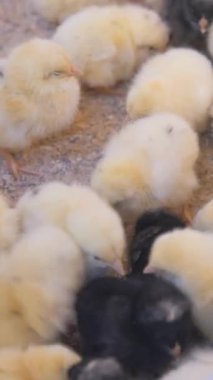 Çeşitli renklerdeki civcivler sıcak, rahat çiftlik ortamlarını keşfediyorlar..