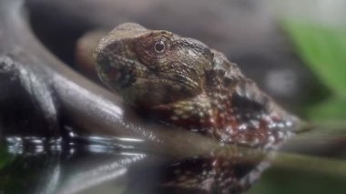 Suda dinlenen bir kertenkelenin yakın çekimi..