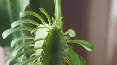 Parlak yeşil yapraklar sergileyen alışılmadık bir kaktüsün yakın görüntüsü.