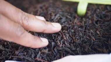 Bir el nazikçe dokunur ve bahçedeki çay yapraklarını inceler..
