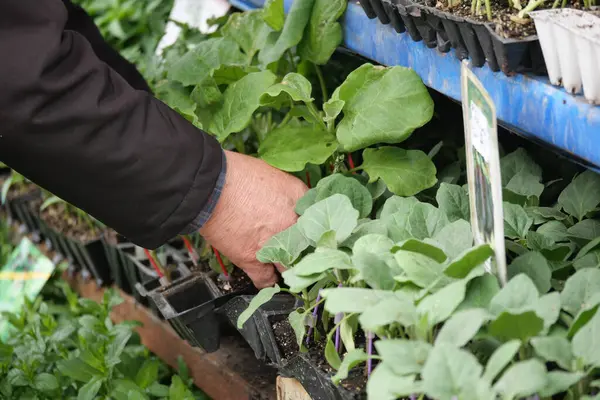 Bahçe merkezindeki bir sergiden genç bitkileri seçiyor..
