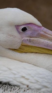 Su kenarında dinlenen bir pelikanın büyüleyici görüntüsü