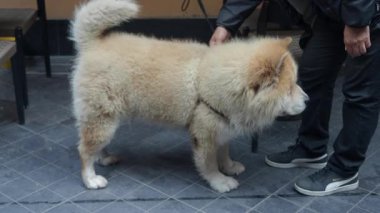 Büyük, tüylü bir köpek, şehirdeki sahibinden sevgi görür..