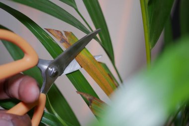 Bir el, makasla bir bitkinin yapraklarını dikkatlice kesiyor..