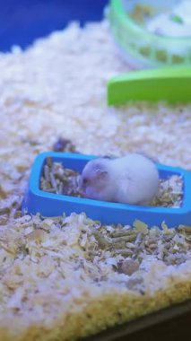 Bu tatlı hamster rahat bir yatak odasında dinlenmeyi seviyor..