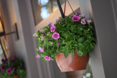 Renkli petunyalar güneşli bir verandanın duvarında asılı bir tencerede çiçek açarlar..