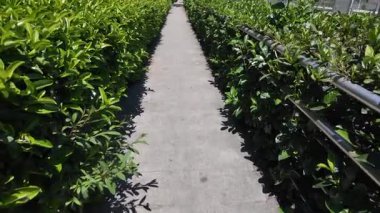 Huzurlu bir yürüyüş yolu canlı yeşil çalılarla kaplı..