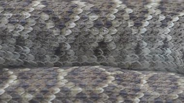 Yılanların detaylı desenlerine ve dokularına yakından bakın..