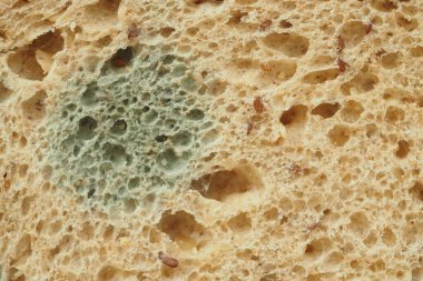 Yeşil küf bir dilim bayat ekmeğin üzerine yayılıyor..