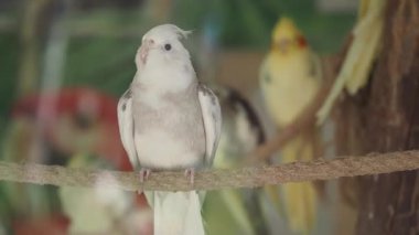 Cockatiels yeşilliklerle dolu canlı bir havacılık ortamında bir dalda dinleniyor..