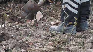 Bir bahçıvan bahçede toprak ve gül çalıları hazırlar..