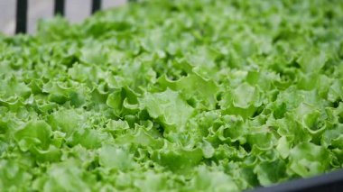 Taze yeşil marul üst üste yığılmış, pazarlara dağıtılmaya hazır..