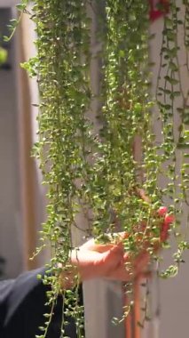 Bir el, doğal ışık altında uzun yeşil bitkilerle etkileşime girer..