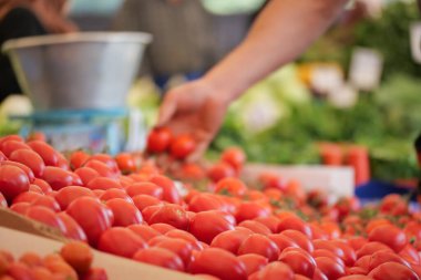 Bir adam renkli bir pazardan olgun domatesleri topluyor..