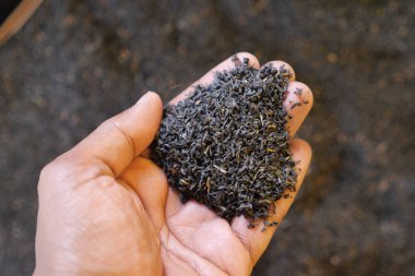 Açık havada siyah çay yapraklarını tutan bir el görüntüsü..