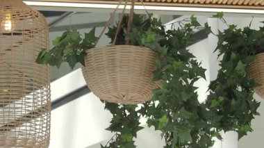 Modern dekorlar kapalı alanda yemyeşil sepetler asıyor..