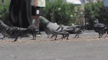 Güvercinler şehir parkında tohum arıyor..