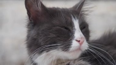 Tüylü gri bir kedi huzurlu bir anın tadını çıkarır, rahatça uzanır..