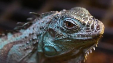 Mavi bir iguananın canlı doğal habitatına yakın plan..