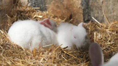 Yumuşak beyaz tavşanlar sıcak bir öğleden sonra sıcak bir saman yuvasında sarılıyorlar..