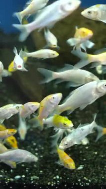 Renkli bir akvaryum çevresinde canlı bir balık koleksiyonu yüzer..