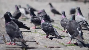 Canlı bir şehir parkında kaldırım taşları üzerinde yürüyen bir güvercin sürüsü..