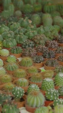 Ziyaretçiler çeşitli şekil ve boyutlarda çeşitli kaktüslere hayran kalırlar..