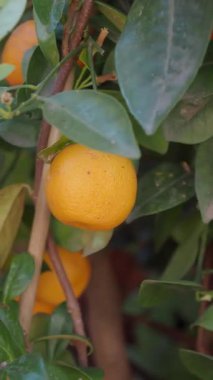 Yeşillik dolu canlı bir bahçede, dallardan sarkan portakallar..