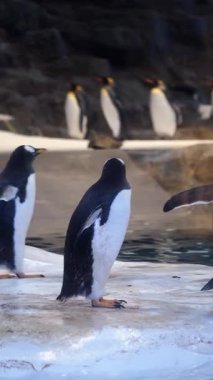 Bir grup penguen soğuk bir ortamda suyun kenarında buzun üzerinde duruyor..