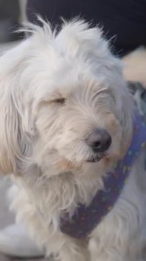 Yumuşak tüylü bir köpek parkta güneşin altında gevşer, neşeli doğasını gösterir..