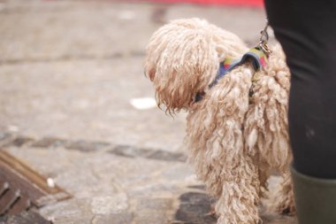 Kabarık tüylü bir köpek, sahibi yakınlarda dururken sokağı keşfeder..