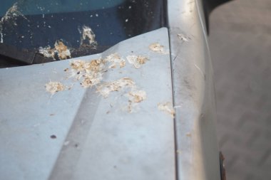 Kuş dışkıları, park halindeki gümüş bir arabanın yüzeyini kaplıyor..