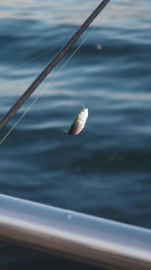 Küçük bir balık, berrak mavi sularda sallanıyor..