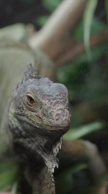 Bir kertenkele yemyeşil bitki örtüsünün arasında duruyor, benzersiz özelliklerini sergiliyor..