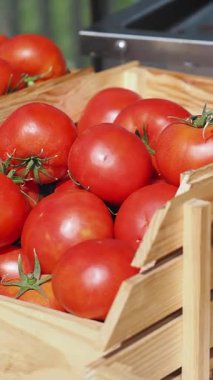 Parlak kırmızı domatesler satılmaya hazır ahşap bir sandıkta toplanır..