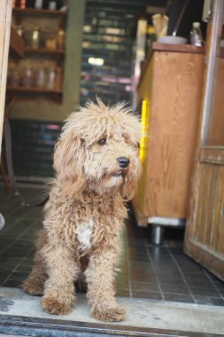 Kıvırcık tüylü tüylü bir köpek kafenin girişinde sessizce bekliyor..