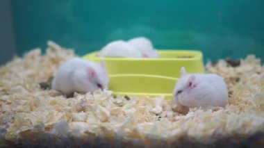 Etrafında sevimli beyaz hamsterlar var.
