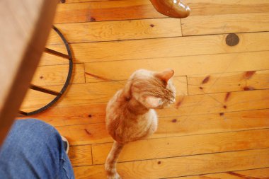 Küçük turuncu bir kedi parlayan ahşap bir zeminde oturur ve etrafa bakar..