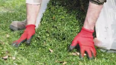 İşçiler bir parktan taze kesilmiş otları temizleyip, temiz bir manzarayı garantiye alıyorlar..