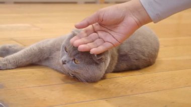 Gri bir kedi, bir el tarafından nazikçe okşanıyorken rahatlar..