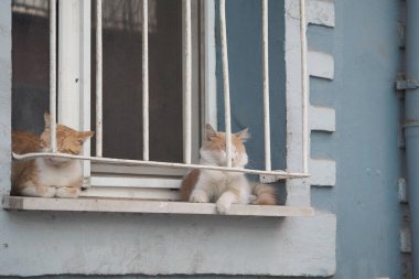 İki kedi pencerenin pervazında rahatça oturur, dışarıda güneşin tadını çıkarırlar..