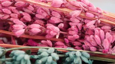 Hassas pembe ve yeşil bitki yapıları karmaşık ayrıntıları vurgular.