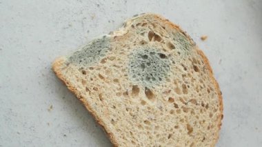 Bir dilim ekmek yeşilimsi bir tonda önemli bir küf büyümesi gösterir..