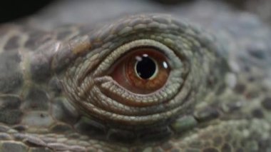 Bir sürüngenin göz alıcı dokusunu ve rengini yakından keşfedin..