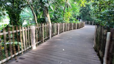 Yeşilliklerin arasından ahşap bir yol esiyor..