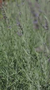 Bereketli bir lavanta tarlası rüzgarda hafifçe sallanıyor, güzelliği sergiliyor..