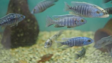 Çeşitli canlı balıklar büyüleyici bir akvaryumda zarifçe yüzerler..