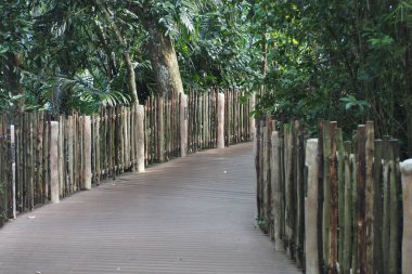 Ahşap bir yürüyüş yolu, sakin bir ortamda yoğun yapraklar arasında kıvrılır..