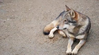 Gri bir kurt yerde huzur içinde dinleniyor, güneşin tadını çıkarıyor..
