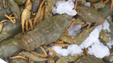 Kerevitler markette deniz ürünleri için buzla dikkatlice hazırlanırlar..